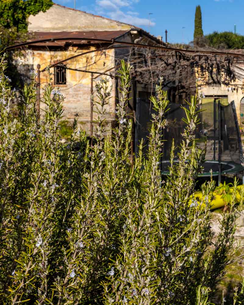 Le erbe spontanee del parco